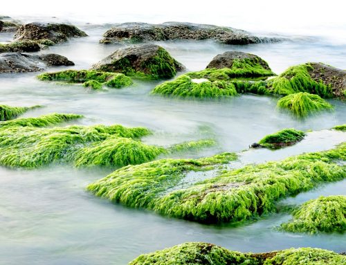 Magnificent Benefits of Seaweed